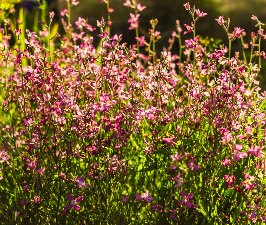 Matthiola longipetala flowers at summer sunny day in garden