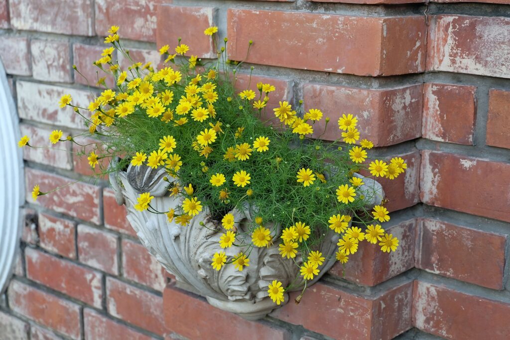 How to Grow Melampodium - Butter Daisy