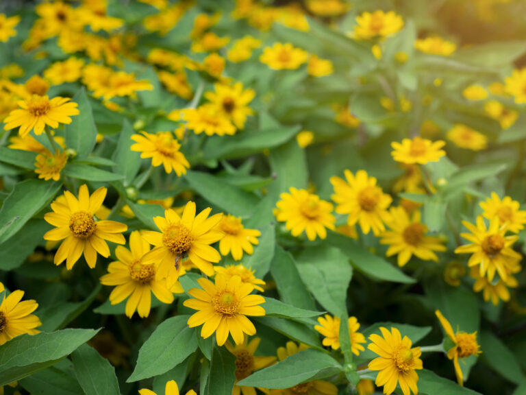 Drought-Tolerant Annuals and Perennials