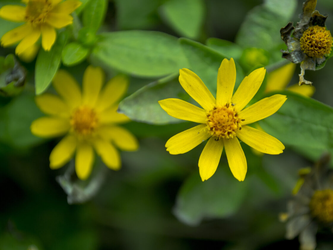 How to Grow Lythrum - Loosestrife - Harvest to Table