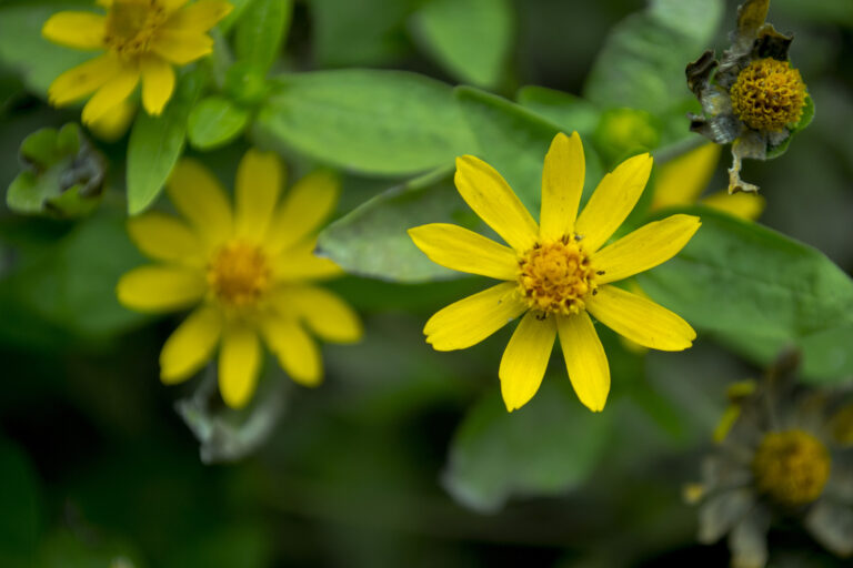How to Grow Butter Daisy — Melampodium