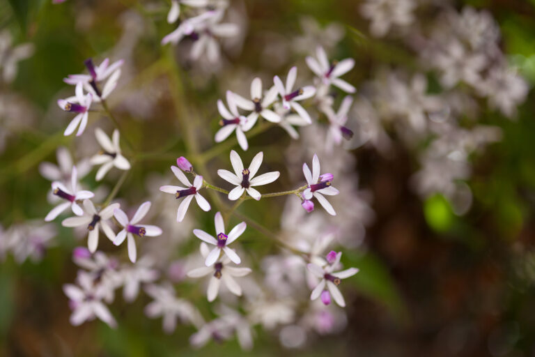 How to Grow Chinaberry – Melia