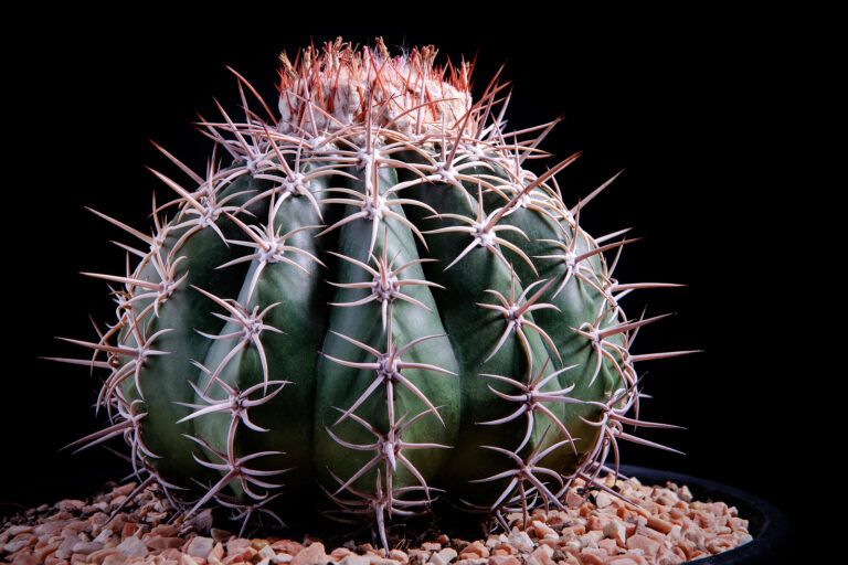 How to Grow Melocactus – Melon Cactus