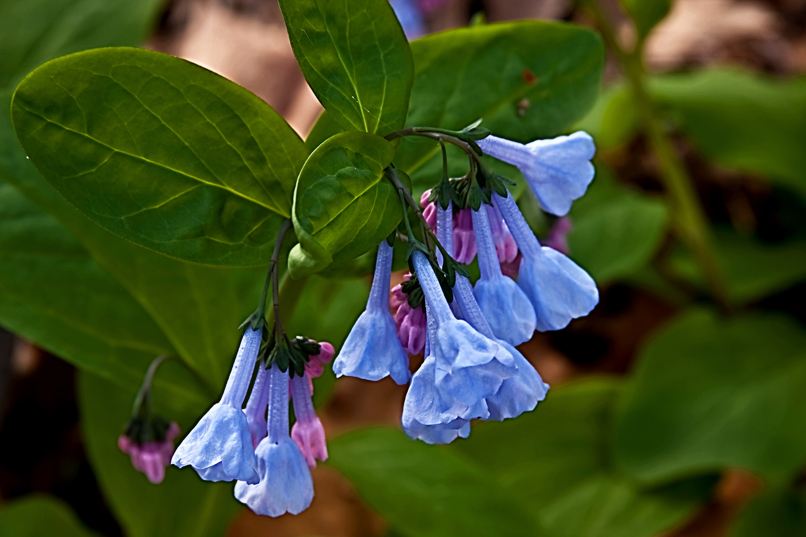 How to Grow Mertensia -Virginia Bluebell