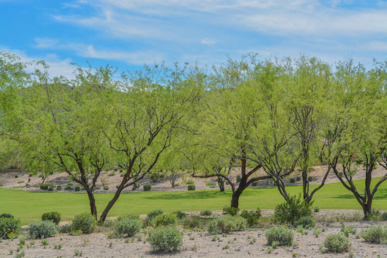 Drought-Tolerant Trees