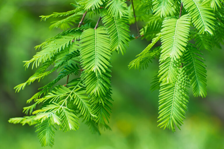 How to Grow Dawn Redwood – Metasequoia
