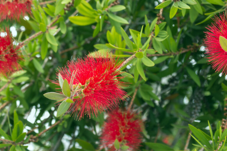 How to Grow New Zealand Christmas Tree — Metrosideros