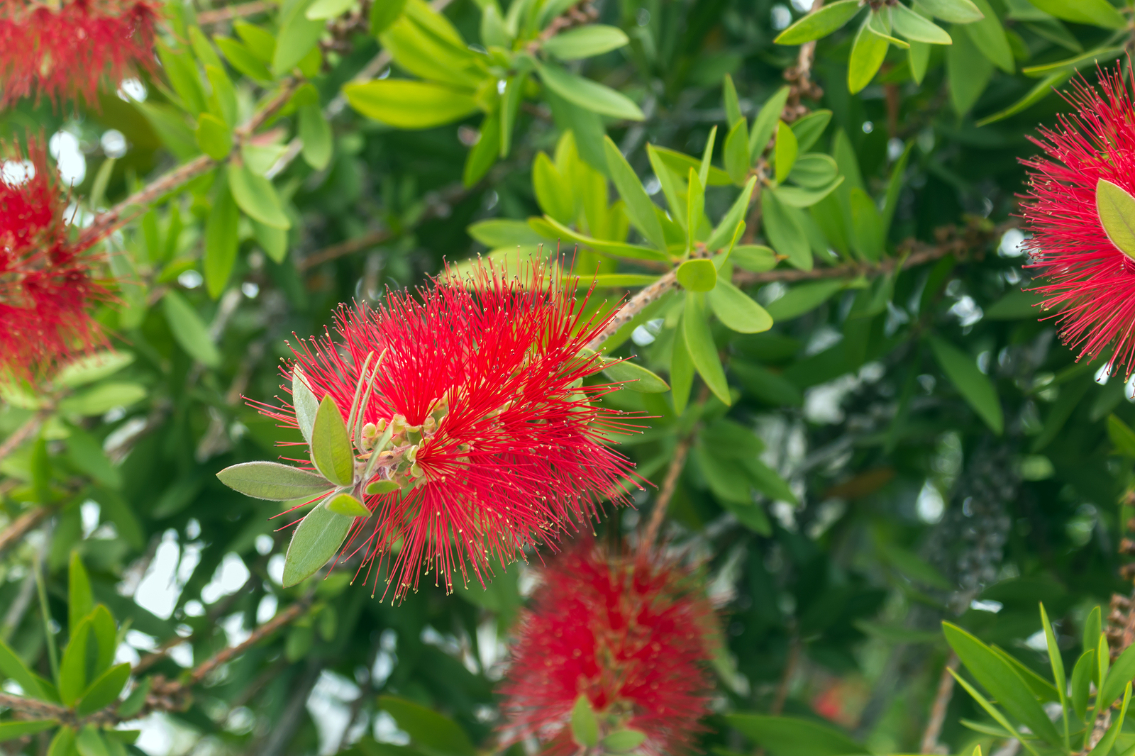 How to Grow Metrosideros - New Zealand Christmas Tree