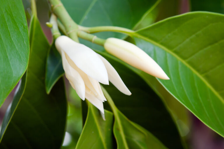 How to Grow Michelia — Bannana Shrub