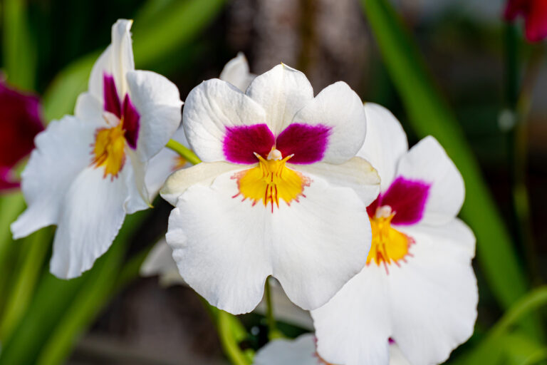How to Grow Miltonia