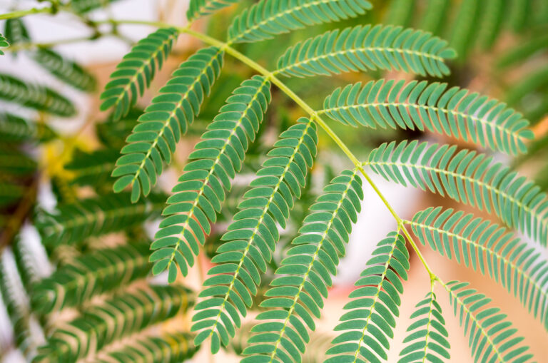How to Grow Mimosa – Sensitive Plant