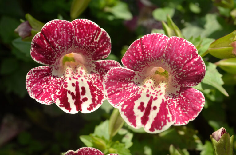 How to Grow and Care for Monkey Flower — Mimulus