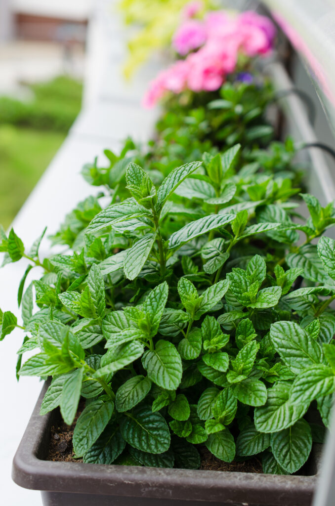 Apple mint, Mentha suaveolens