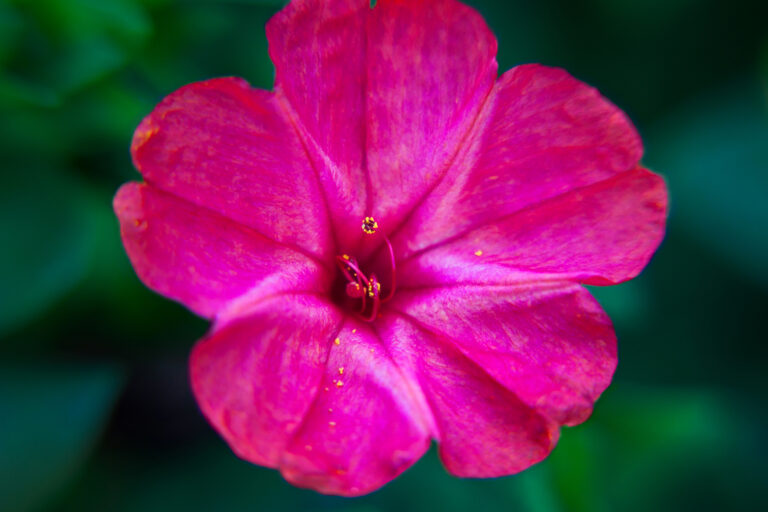 How to Grow Four-O-Clocks — Mirabilis