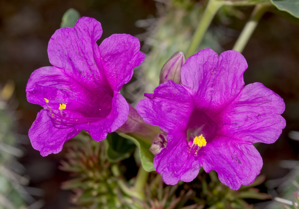  Mirabilis trumpet-shaped flowers