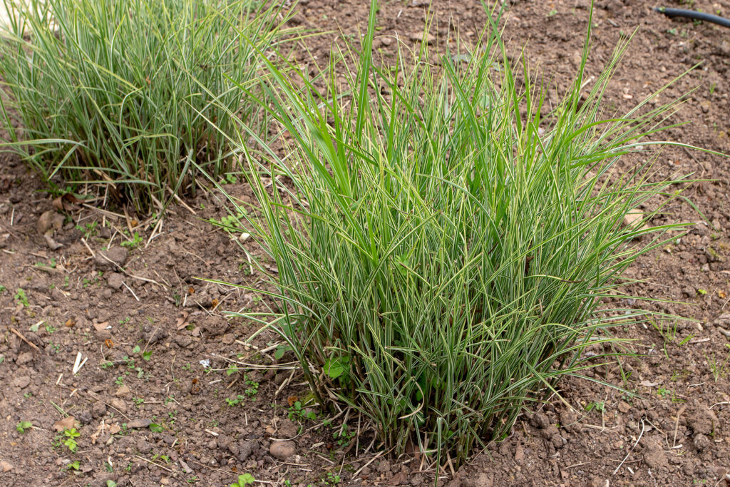 How to Grow Miscanthus - Eulalia Grass