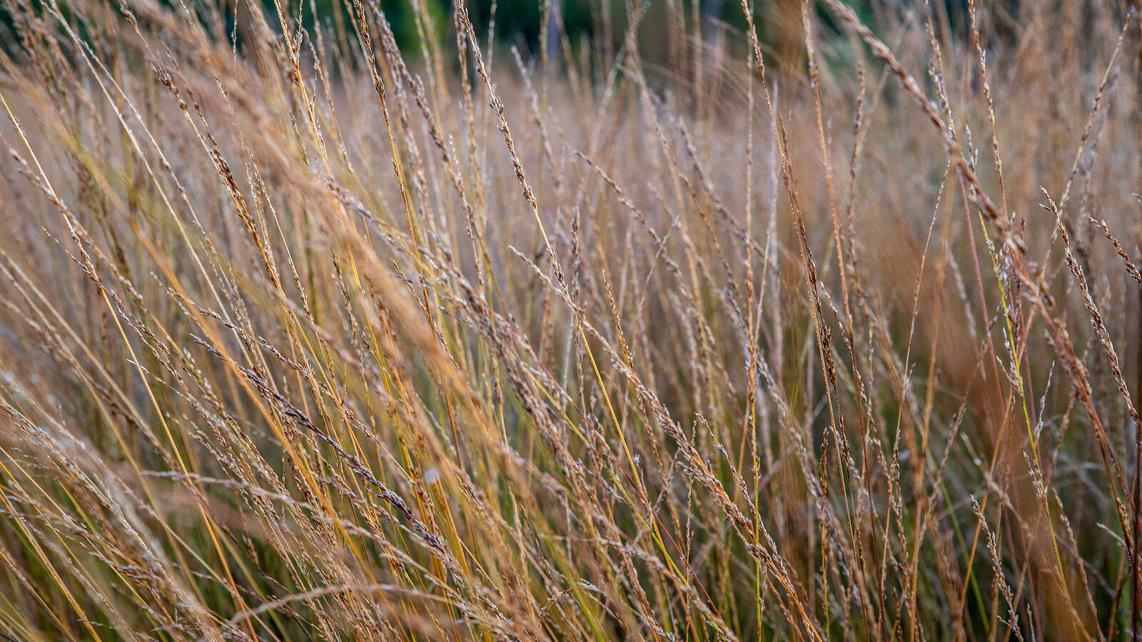How to Grow Deschampsia - Hair Grass
