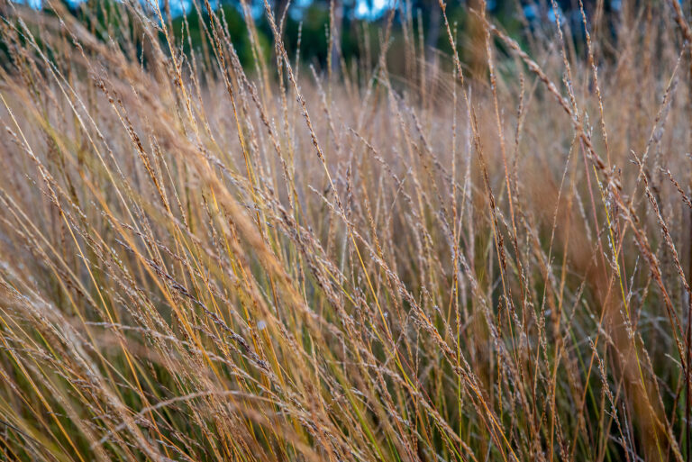 How to Grow Moor Grass – Molinia
