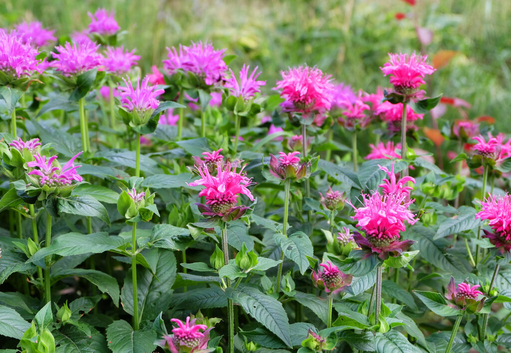 Bee balm, Monarda x hybrida 