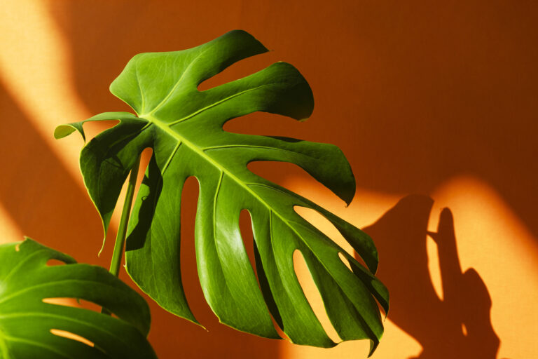 How to Grow Swiss Cheese Plant — Monstera