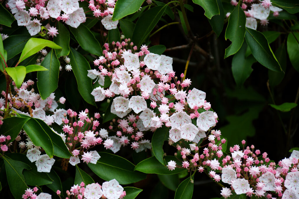 Mountain laurel in bloom