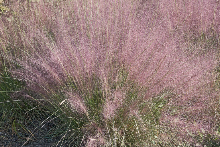 How to Grow Deer Grass – Muhlenbergia
