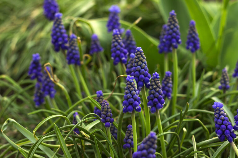 How to Grow Grape Hyacinth — Muscari