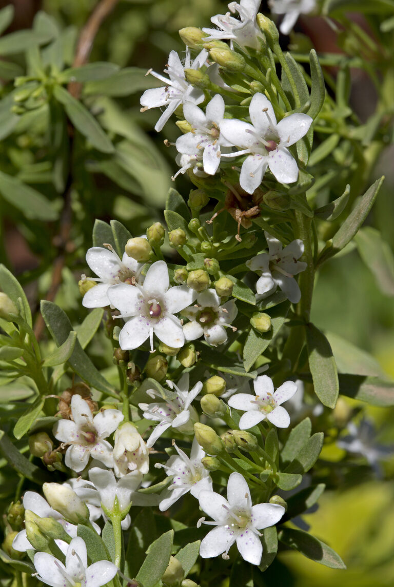 How to Grow Myoporum