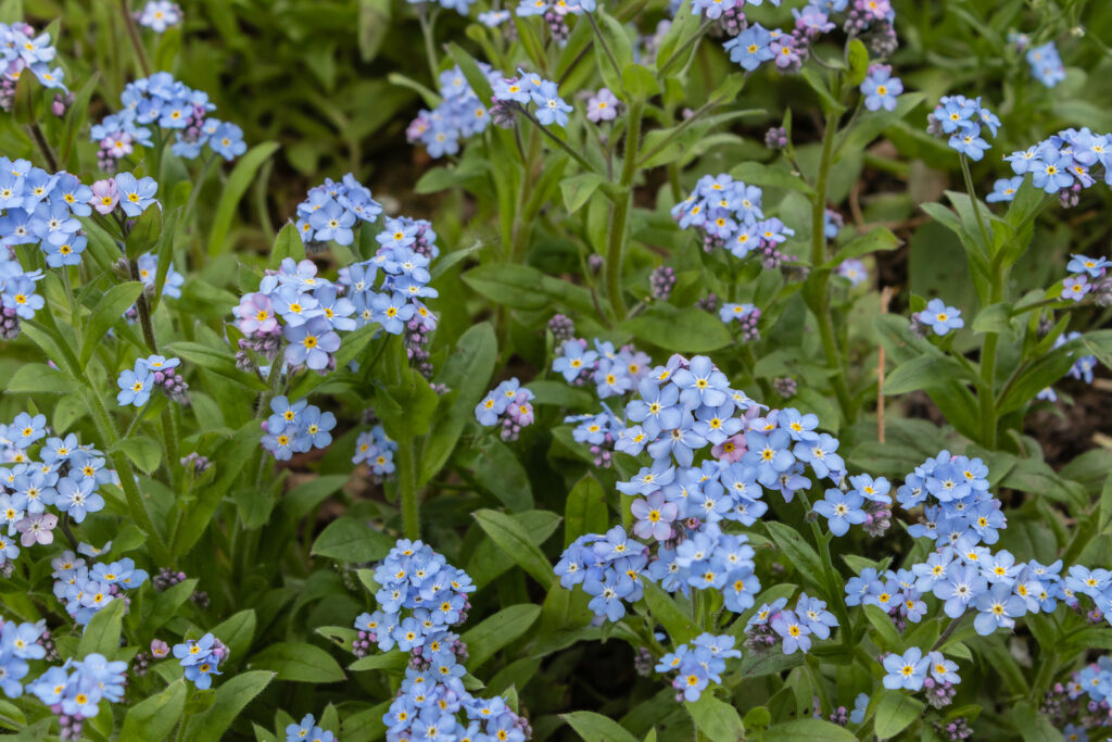 Blue forget-me-nots, Myosotis sylvatica