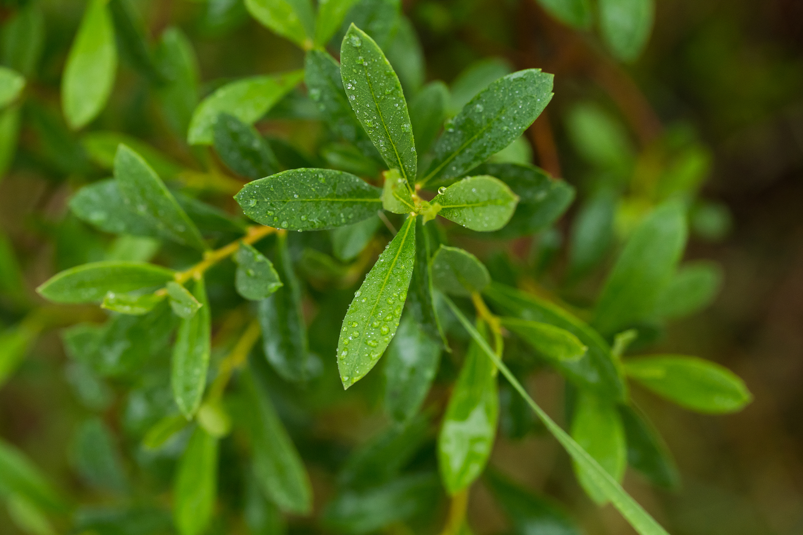 Myrica