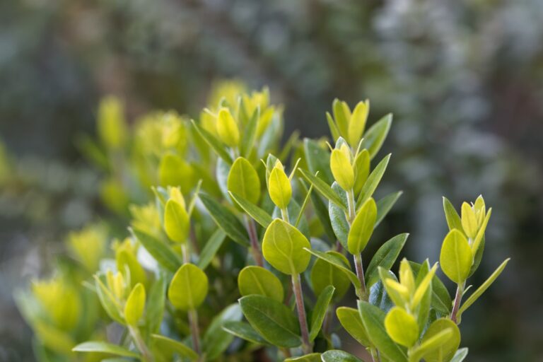 How to Grow Myrtus – Myrtle