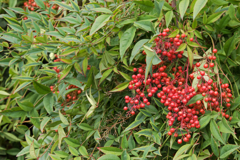 How to Grow Nandina – Heavenly Bamboo