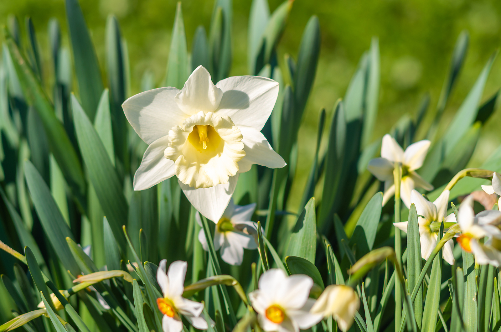 Daffodil (Narcissus)