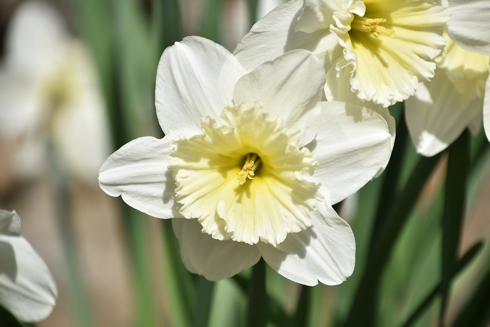 Narcissus jonquil