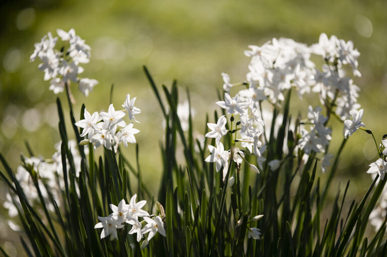 Favorite Spring Flowering Bulbs