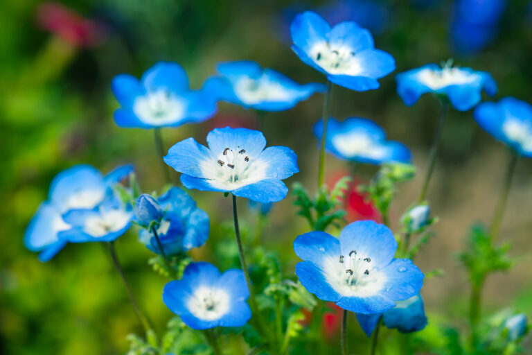 How to Grow and Care for Nemophila