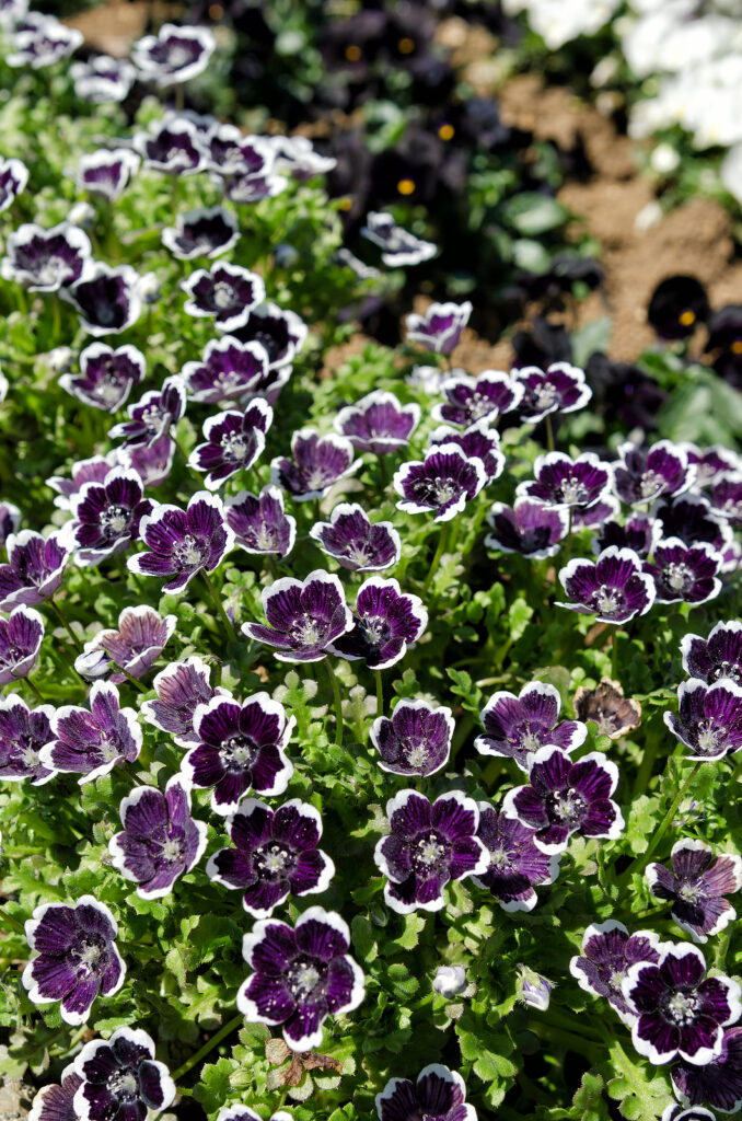 How To Grow And Care For Nemophila   Nemophila Menziesii Bigstock Nemophila Menziesii 65856787 2 678x1024 