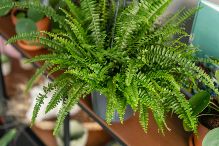 How to Grow Sword Fern — Nephrolepis