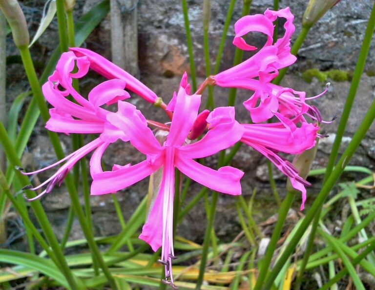 How to Grow Nerine — Guernsey Lily