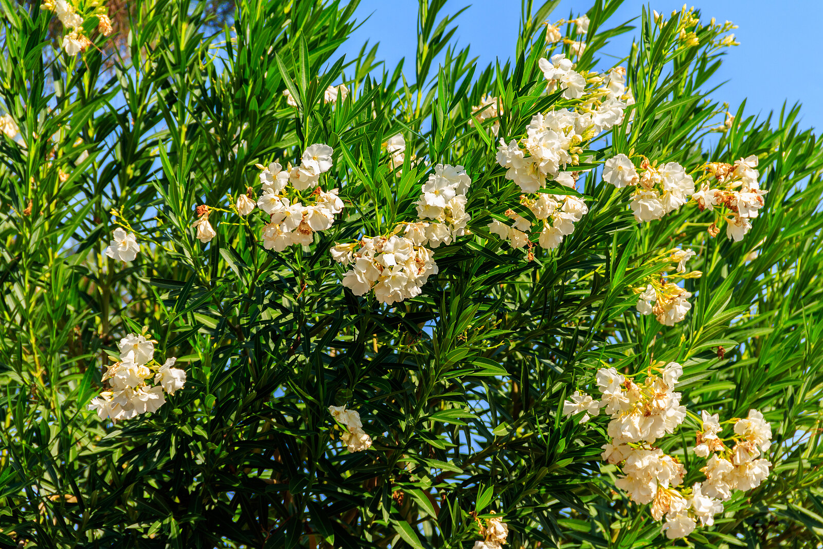 NerNerium oleander in a garden