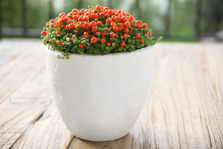 How to Grow Bead Plant — Nertera