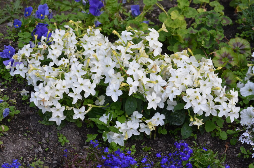 Many delicate white flowers of Nicotiana alata 