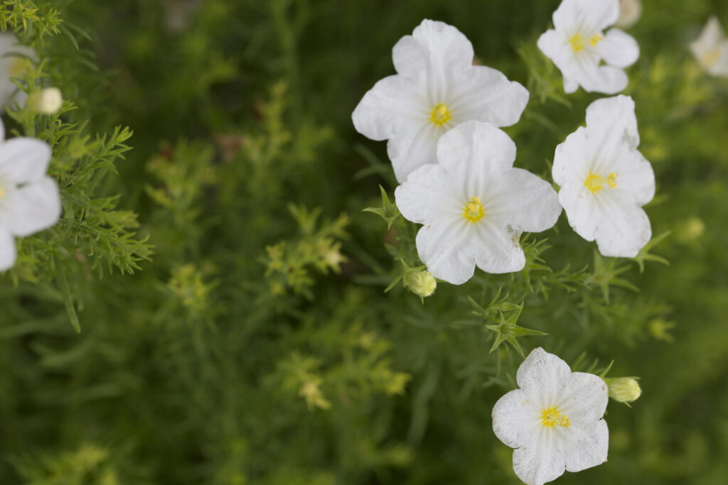 Cupflower, Nierembergia