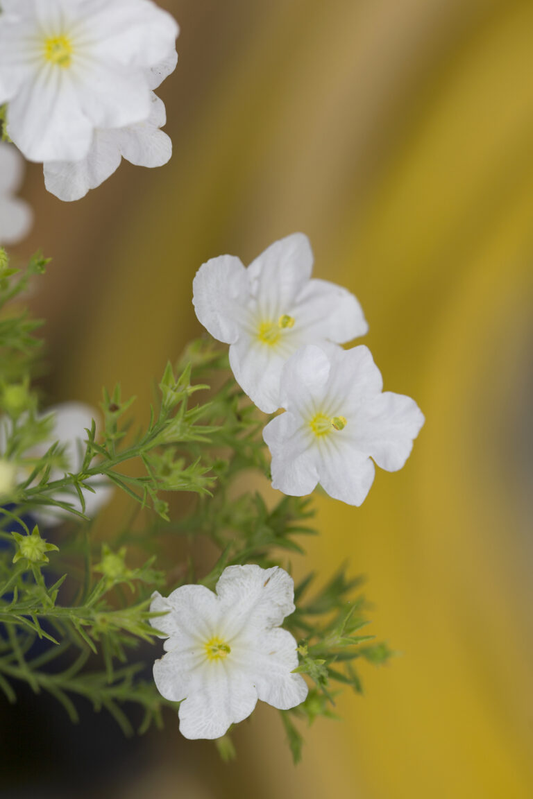 How to Grow Cupflower — Nierembergia