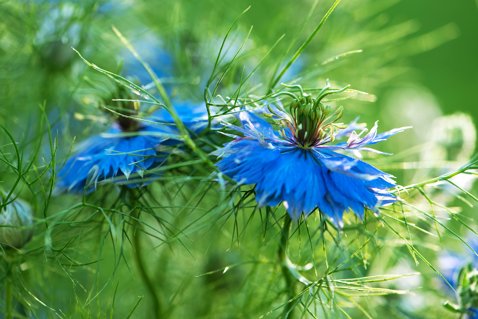How to Grow Nigella - Love-In-A-Mist