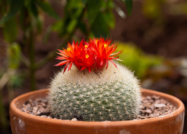 How to Grow Notocactus – Ball Cactus