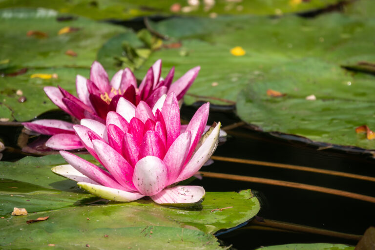 How to Grow Nymphaea – Waterlily