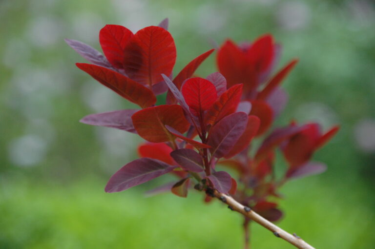 How to Grow Black Tupelo – Nyssa