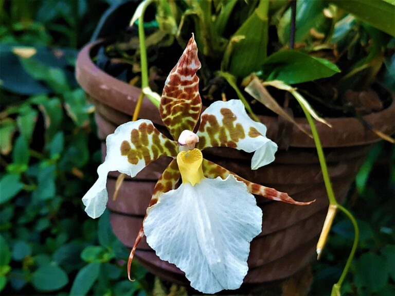 How to Grow Odontoglossum Orchid