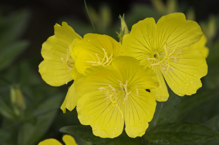 How to Grow Evening Primrose — Oenothera